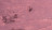104 Dusty Orchid 